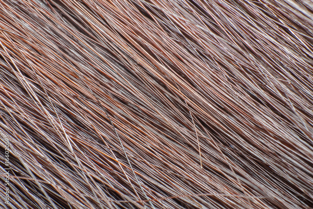 Macro shot of brown hair. Macro shot of brown hair.