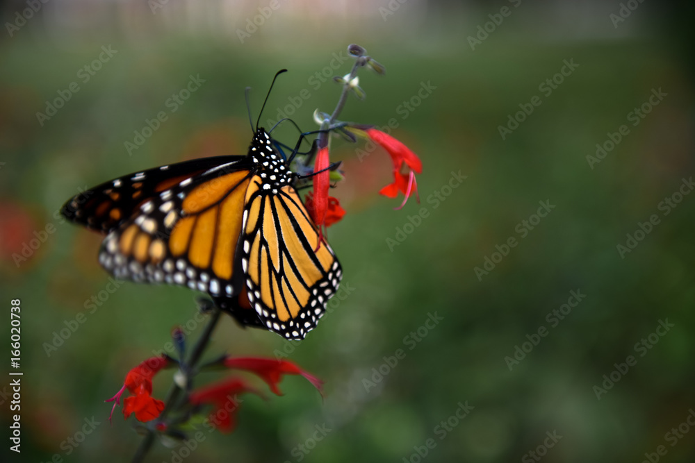 Fototapeta premium Monarch Butterfly 