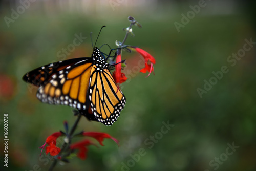 Monarch Butterfly  © Brittany