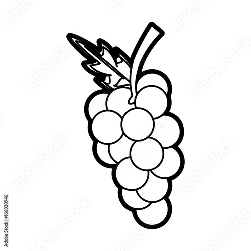 grapes vector illustration