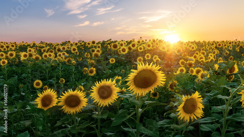 sunflower field / bright summer photo field of Ukraine