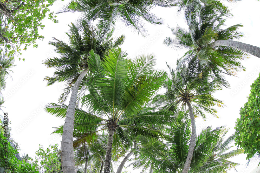 View of beautiful tropical palms at resort View of beautiful tropical palms at resort