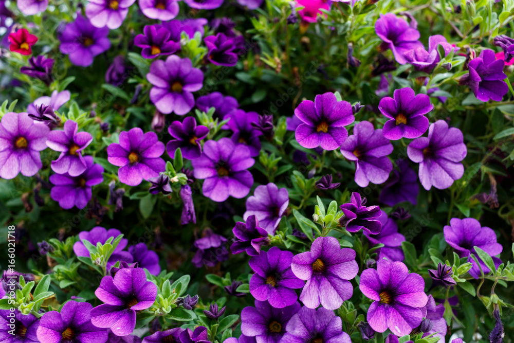 Fresh small light purple flowers at the daylight