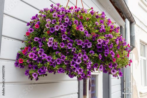 A violet tiny flower basket hanging over the white wall of the building