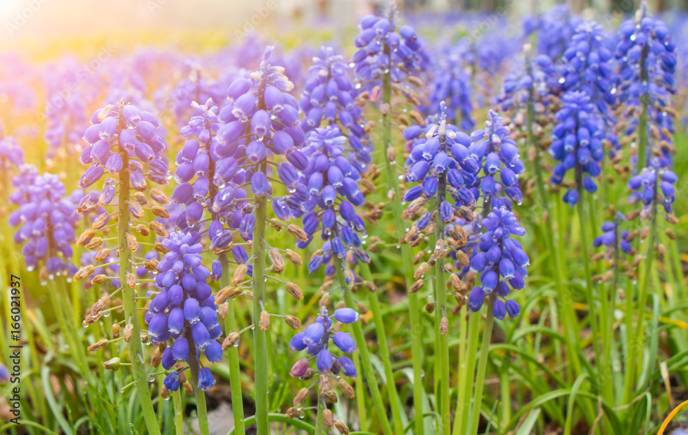 selective focus of lupine garden selective focus of lupine garden