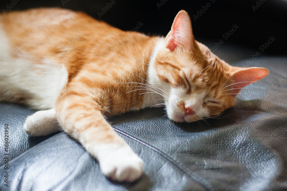 cat sleeping on chair cat sleeping on chair