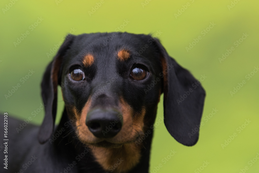 Portrait of black and tan smooth-haired miniature dachshund with green out of focus background