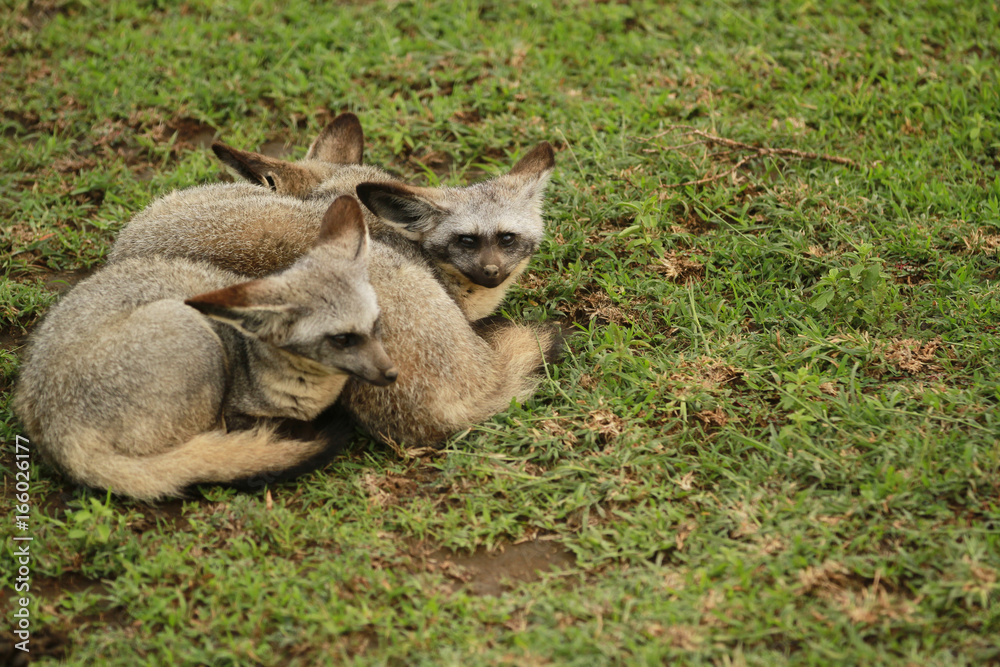 Bat-eared Fox in Serengeti Bat-eared Fox in Serengeti