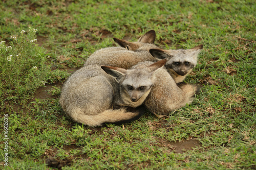 Bat-eared Fox in Serengeti