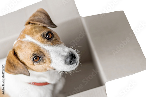 Dog Jack Russell Terrier sitting in gray Cardboard parcel box looking in camera On white isolated background