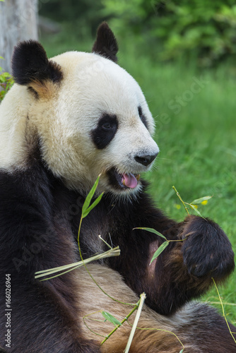 Fototapeta Naklejka Na Ścianę i Meble -       Giant panda sitting on the grass eating bamboo 