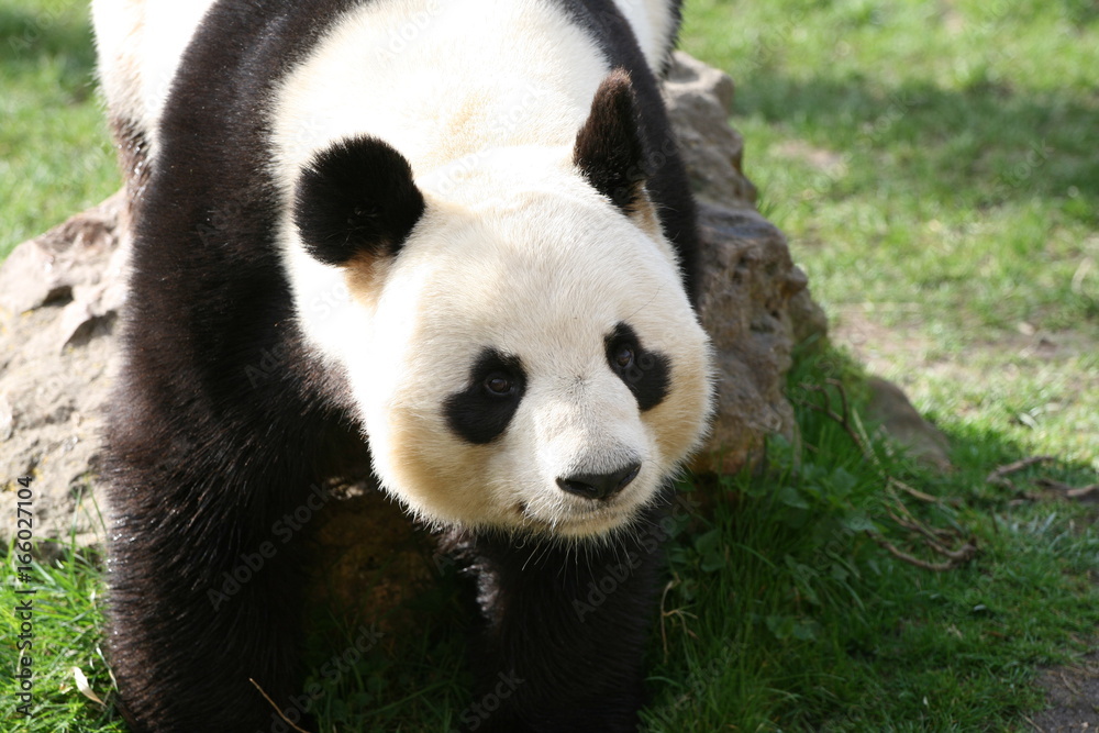 Obraz premium Panda