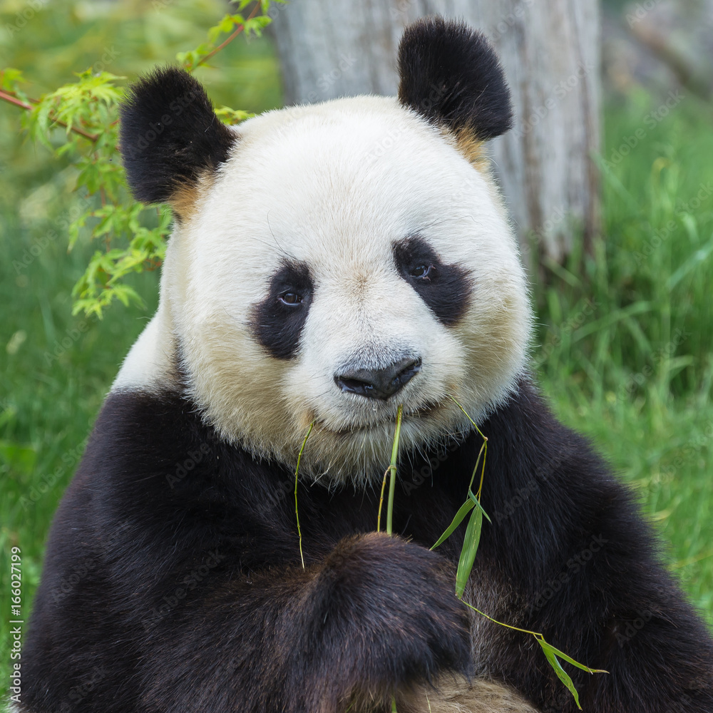 Obraz premium Gigantyczna panda siedzi na trawie, jedzenie bambusa