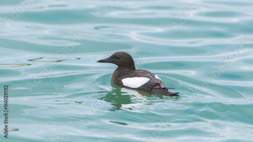     thin-billed murre, Uria aalge, seabird swimming 