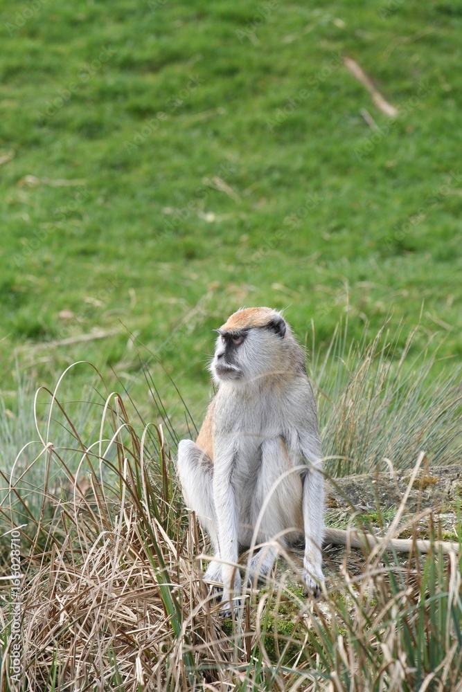 Obraz premium Monkey