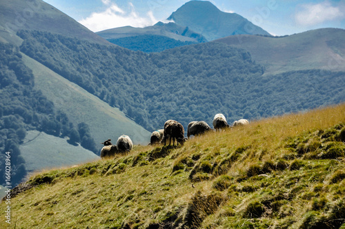 Flock of sheep in the pasture, Jungle of Irati, Nature, Landscape, Navarra, Spain