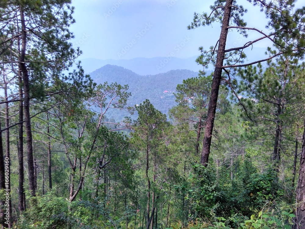 Fototapeta premium Kasauli Nature