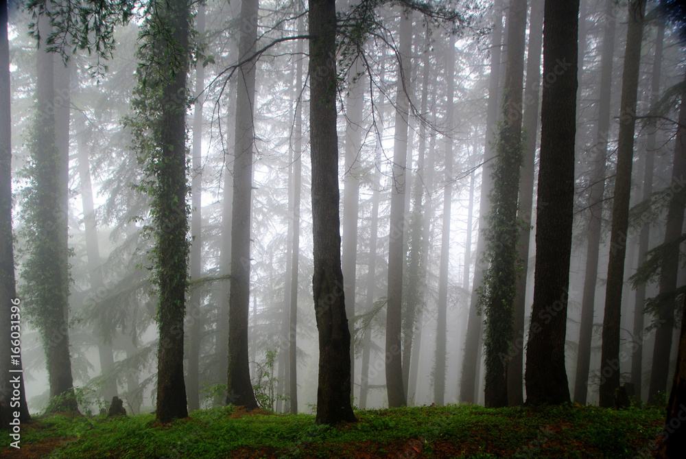 Naklejka premium Dark Forest