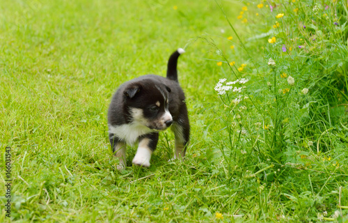 Lapland Reindeer dog, Reindeer Herder, lapinporokoira (Finnish), lapsk vallhund (Swedish). Monthly puppy walks outdoors photo