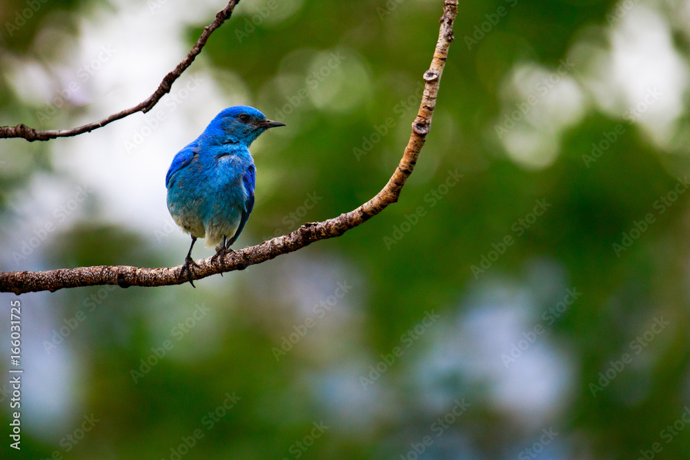 A blue bird