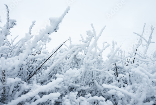 Tree branches covered with show and frost