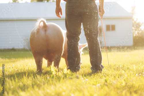 Boy and his Pig photo