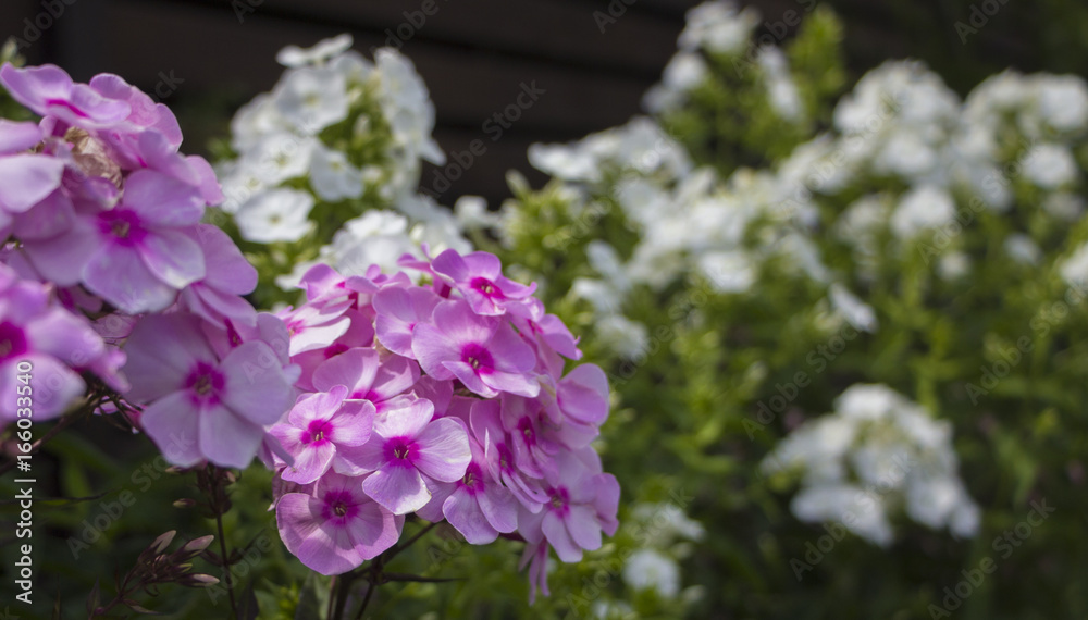 Fototapeta premium phlox and other flowers out of focus in the background in a bright sunny summer day