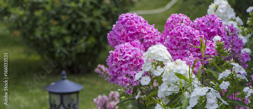 phlox and other flowers out of focus in the background in a bright sunny summer day