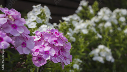 phlox and other flowers out of focus in the background in a bright sunny summer day photo