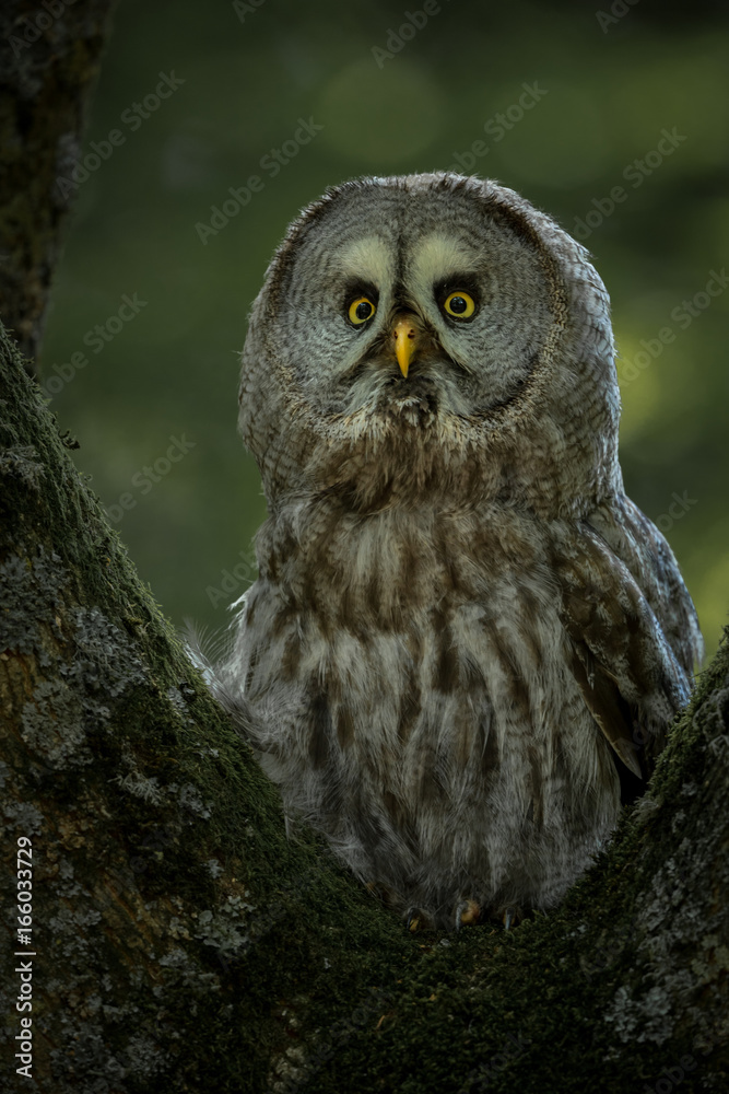 Great Grey Owl perched on a tree with woodland in background. Great Grey Owl perched on a tree with woodland in background.
