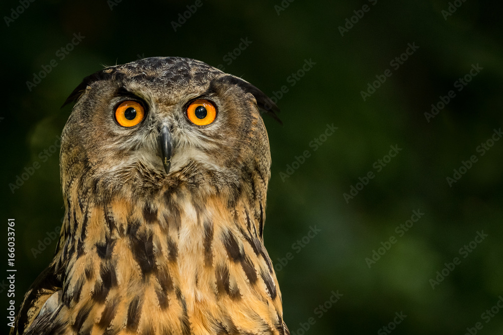 European Eagle owl head shot with green foliage background European Eagle owl head shot with green foliage background