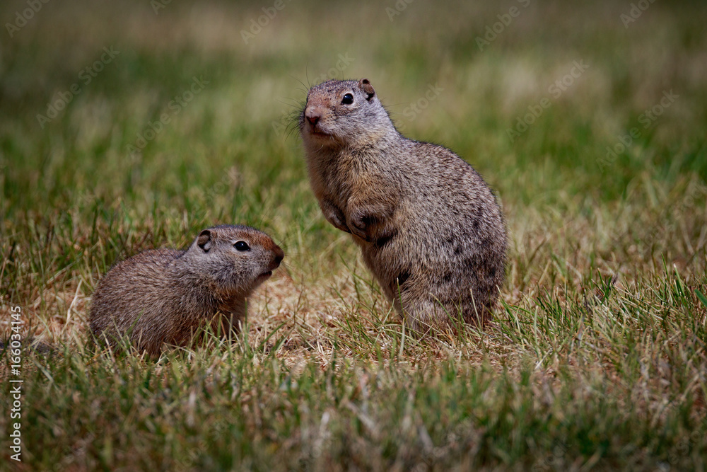 Prairie Dog