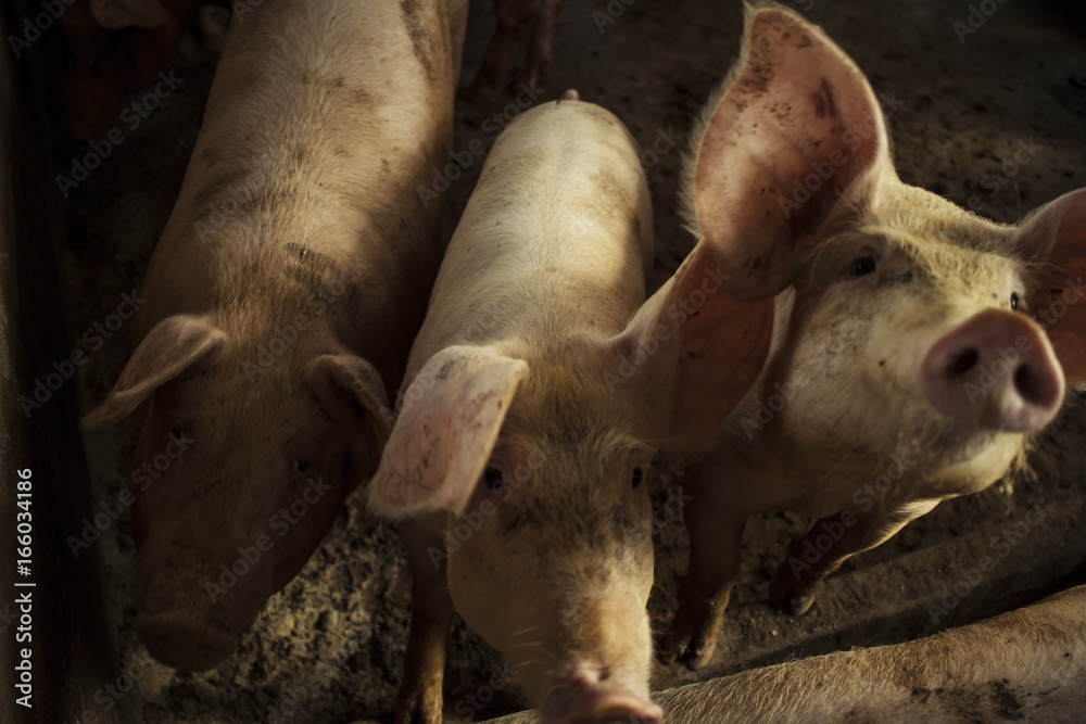 Pig in the stable Pig in the stable