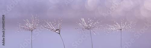 Dandelion with drops of rain or dew on a beautiful lilac background. Macro of dandelion seeds arranged in a row.
