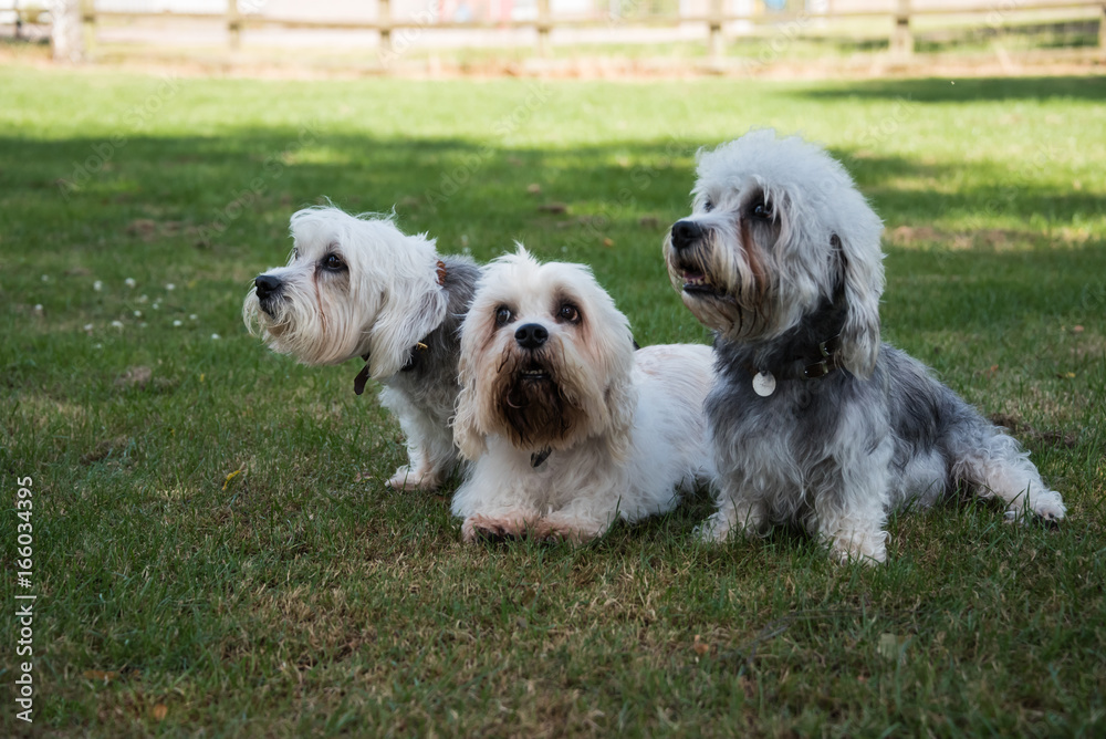 Three small white Dandie Dinmont Terriers sitting on the grass looking to the left