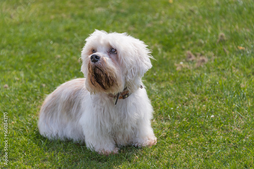 Small white Dandie Dinmont Terrier sitting on grass looking to the left