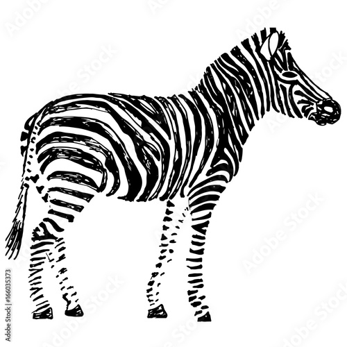 Zebra hand drawn. Object isolated on white.