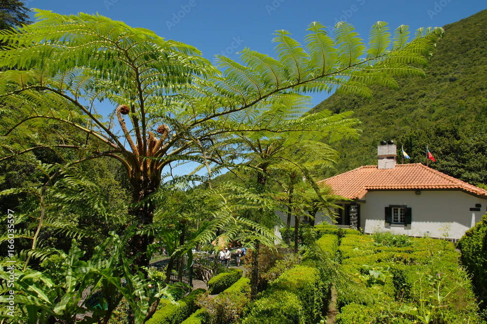 A nice view to a rural house and a garden with a huge fern among green hills of Madeira, Portugal.