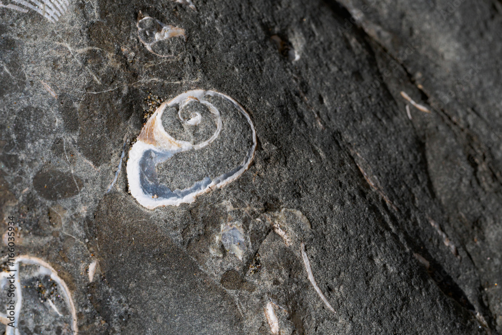 Sedimentary Rock with Shells Sedimentary Rock with Shells