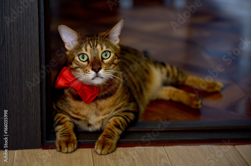 A large striped cat with a red bow around his neck. © Zadvornov