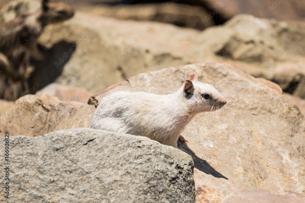 Albino Squirrel