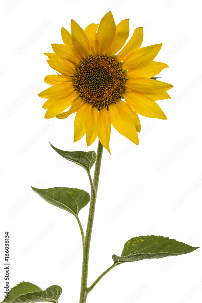 Obraz premium Sunflower isolated on white background