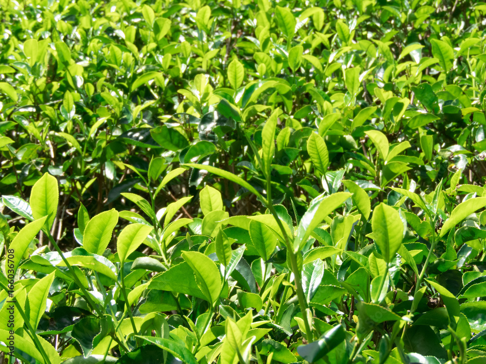 tea plantation tea plantation
