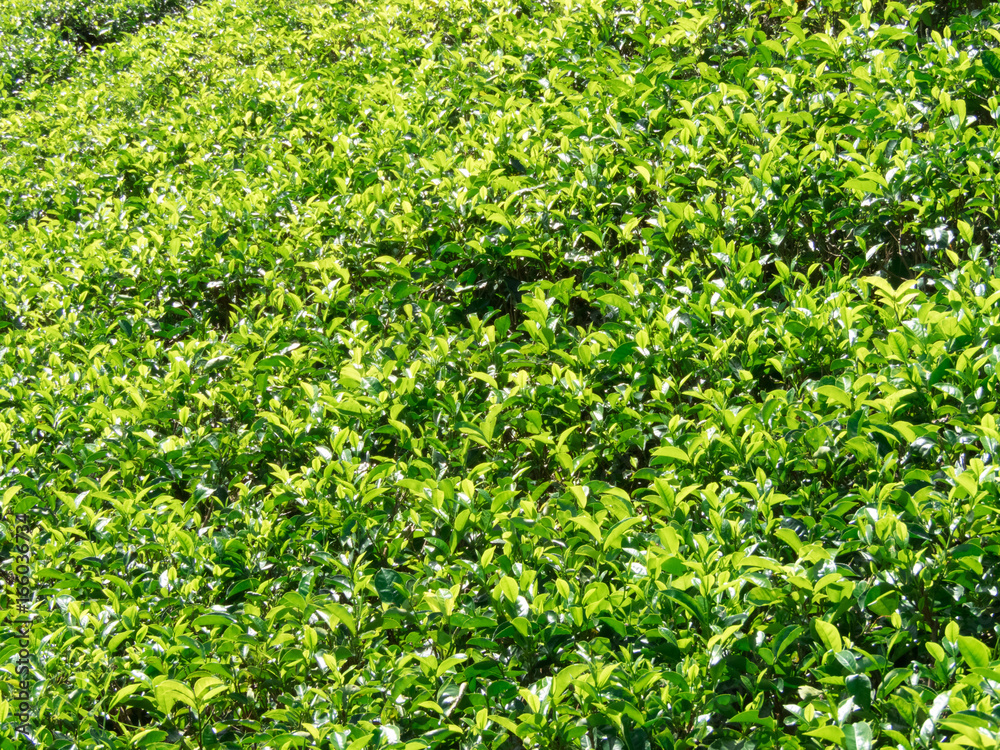 tea plantation