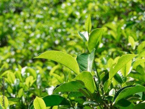 tea plantation