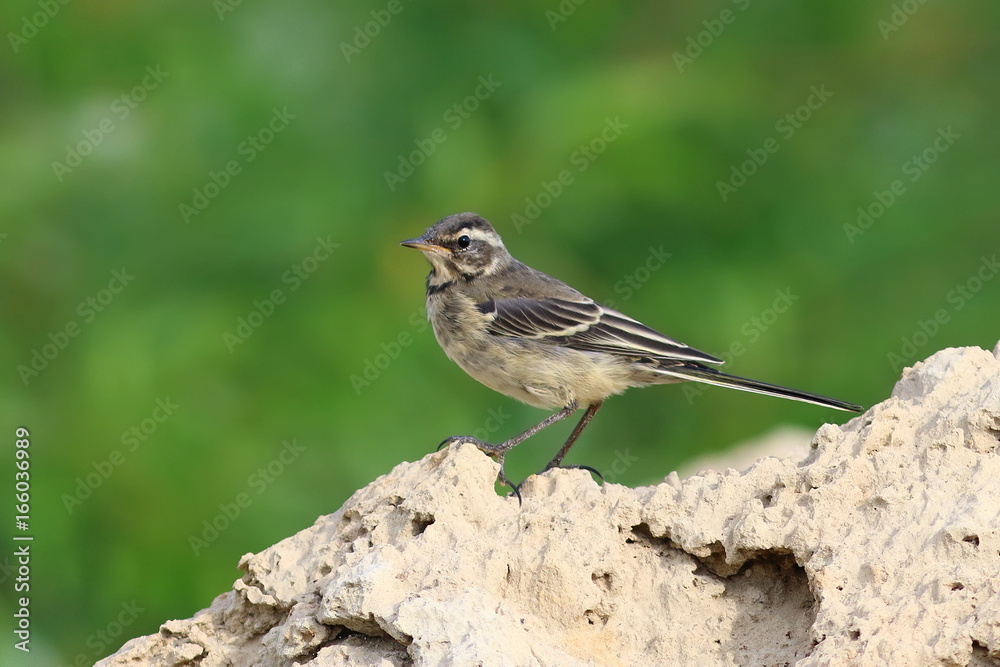 Motacilla citreola. The citrine Wagtail is a summer day in Siberia Motacilla citreola. The citrine Wagtail is a summer day in Siberia