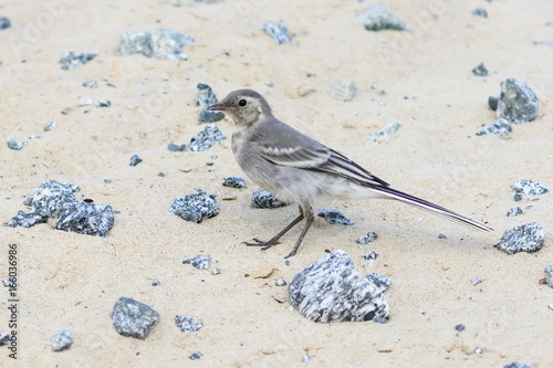 Motacilla alba. White Wagtail close up in Siberia photo