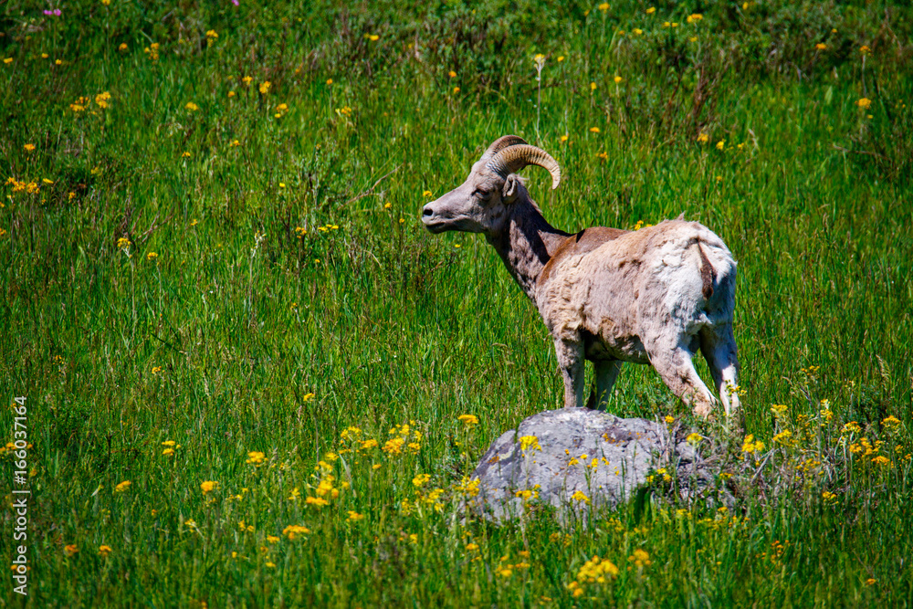 Fototapeta premium Yellowstone Wildlife: Bighorn sheep