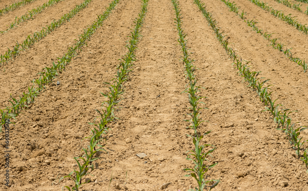 Young Field Corn in Rows Young Field Corn in Rows