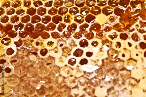 Honeycomb with honey in closeup.